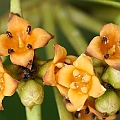 Avicennia marina. eucalyptifolia